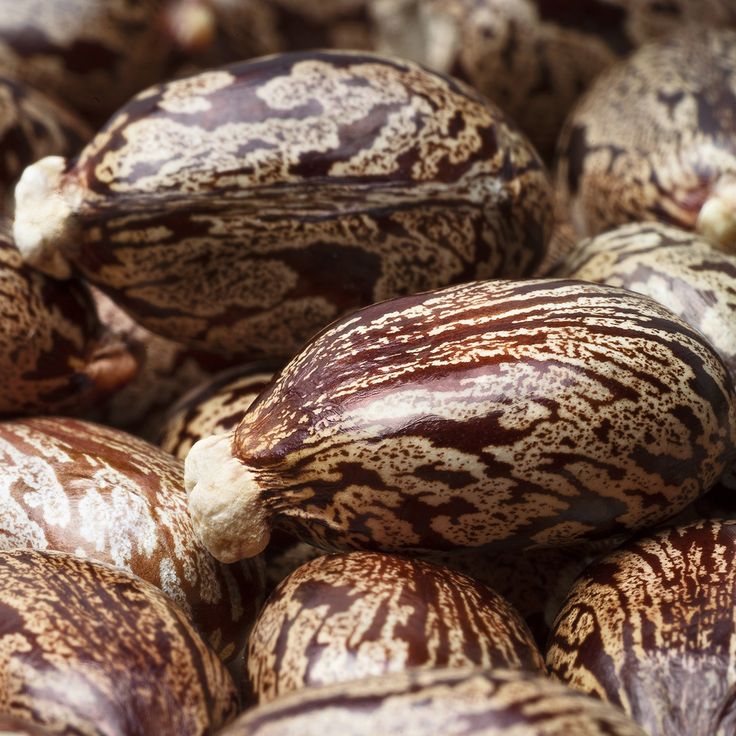 Castor Seed Oil: Why Organic, Cold-Pressed, and Hexane-Free Matter