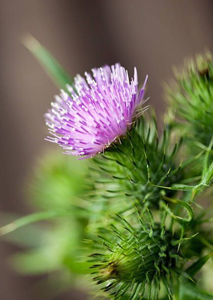 Milk Thistle Seed Oil: The Botanical Behind the Blend